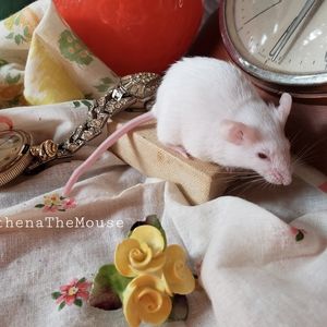 Meet your Posher, Amanda